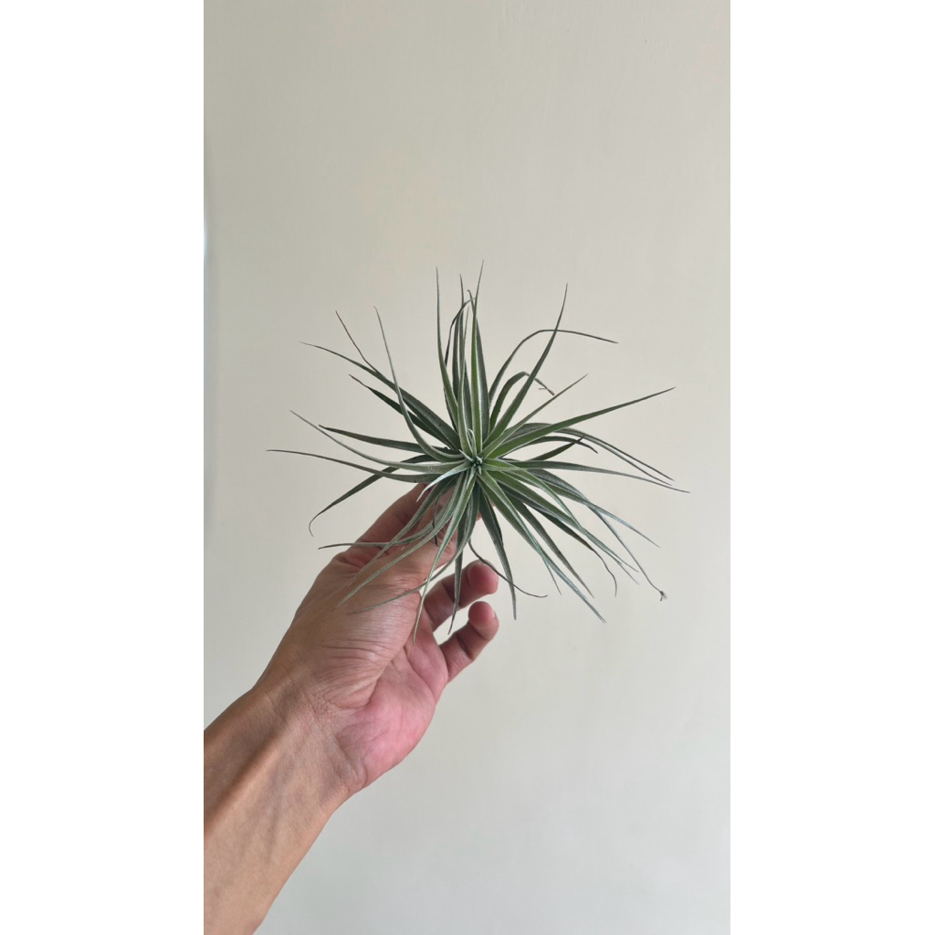 Tanaman Udara Tillandsia Houston Cotton Candy Air Plants Tanaman Hias Unik Tanpa Tanah Hidup Terlari