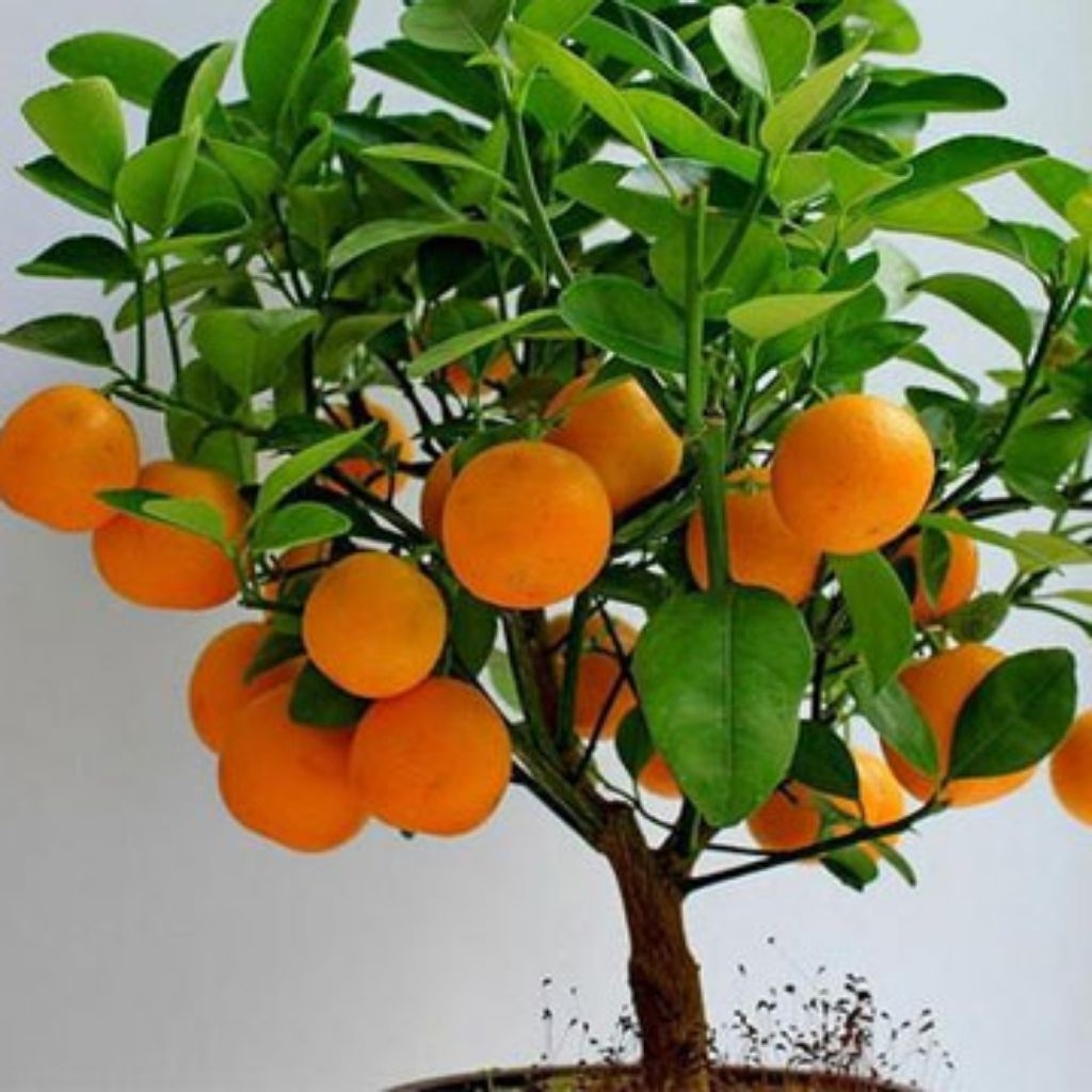 Bibit Jeruk Sunkist | Tanaman Buah Manis Segar | Bibit Unggul Siap Tanam