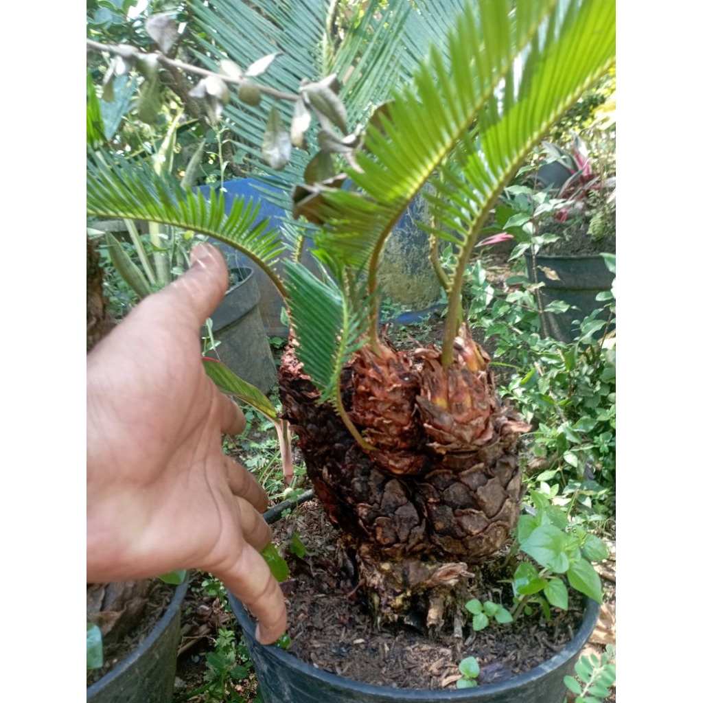 sikas cabang antik unik