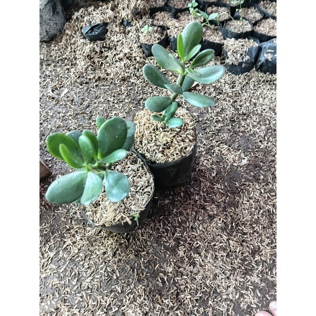 tanaman hias jade plant pohon giok plant