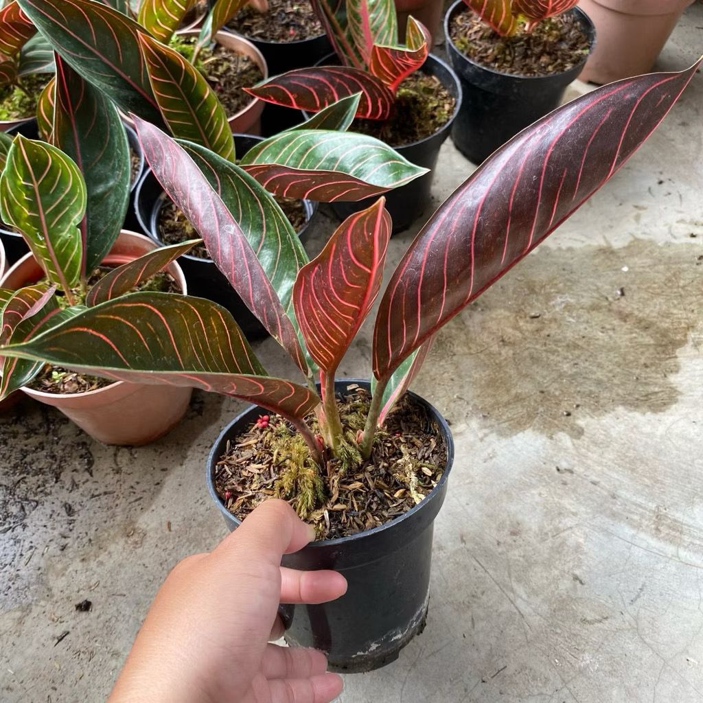 Tanaman Aglonema Black Sumatra Asli (Budidaya Sendiri) / Black POS