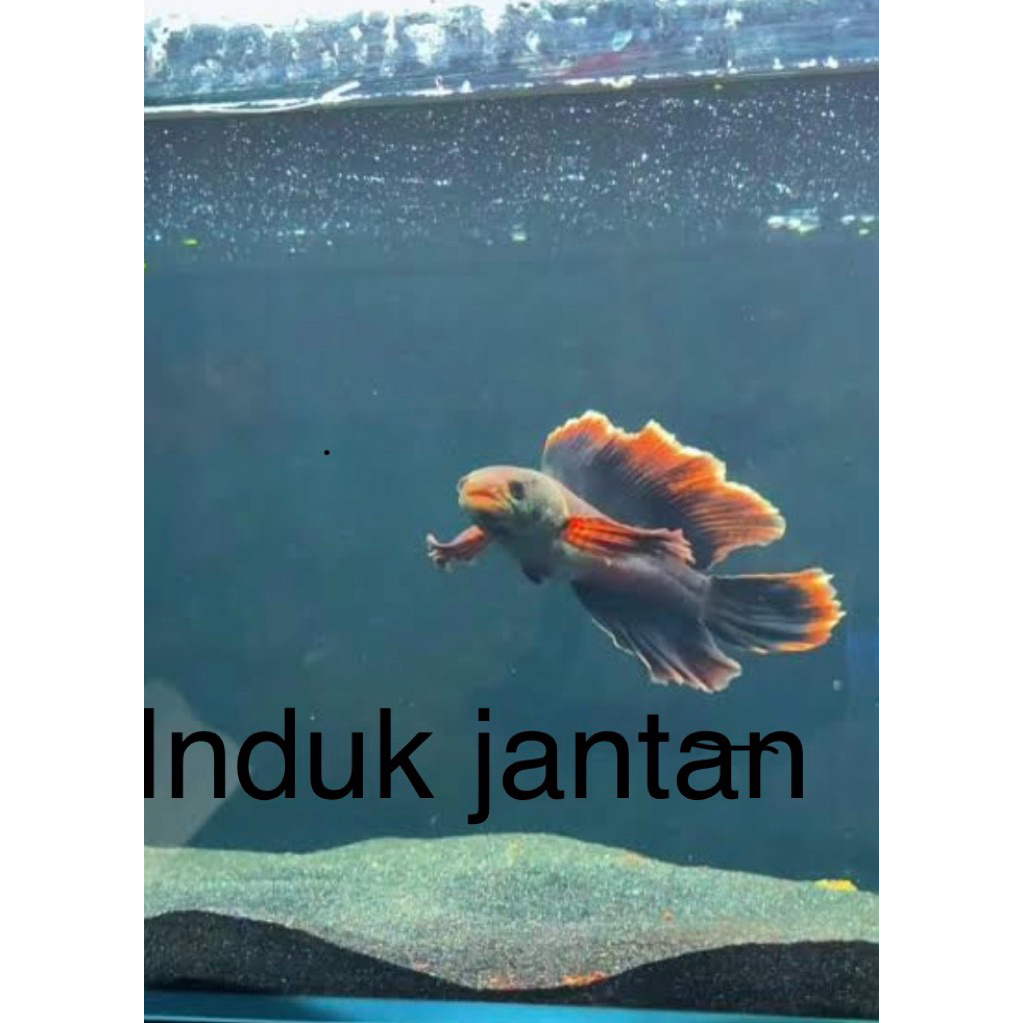 BABY LIMBATA SLAYER hf isi 6 bonus pakan