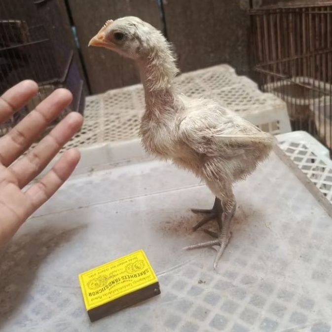 anakan ayam pelung putih