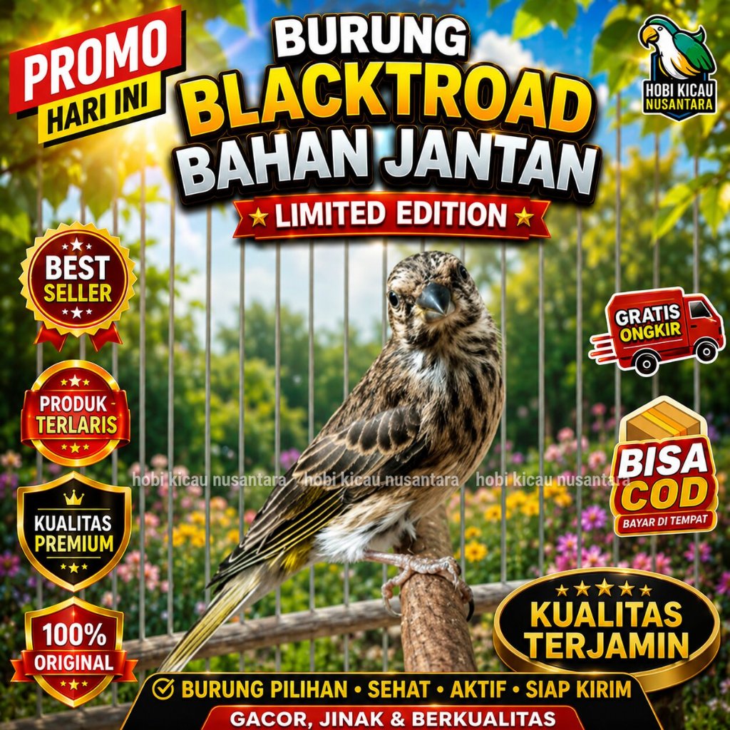 Burung Blackthroat Bahan Jantan Untuk Masteran BT