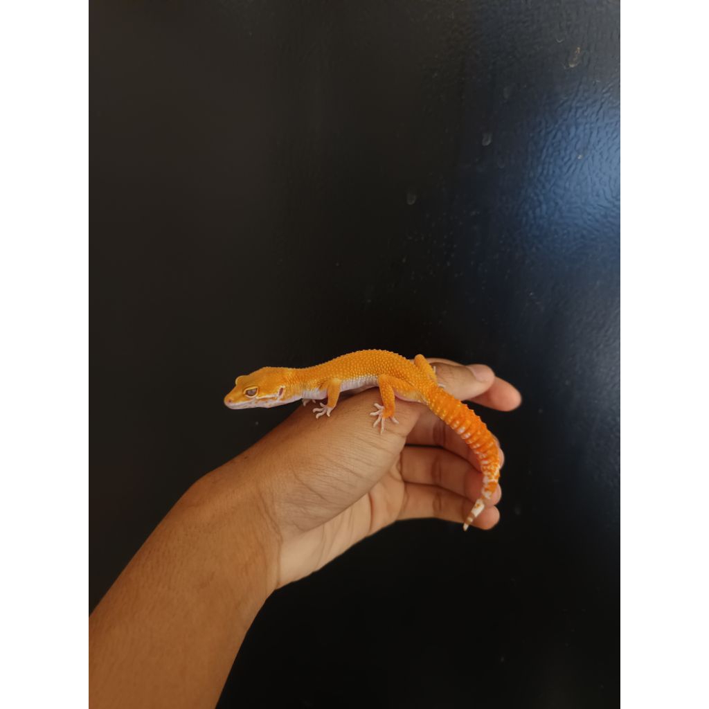 Mainan Gecko Sunglow Tomato