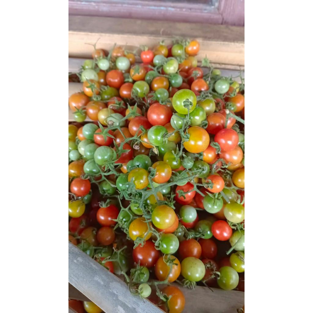 Tomat Rampai Kecil Segar 1kg | Rampai Sambal Khas Lampung