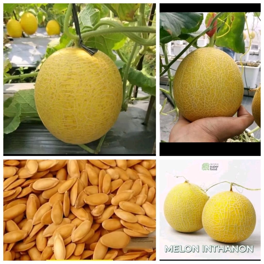 Biji benih melon inthanon golden emerald