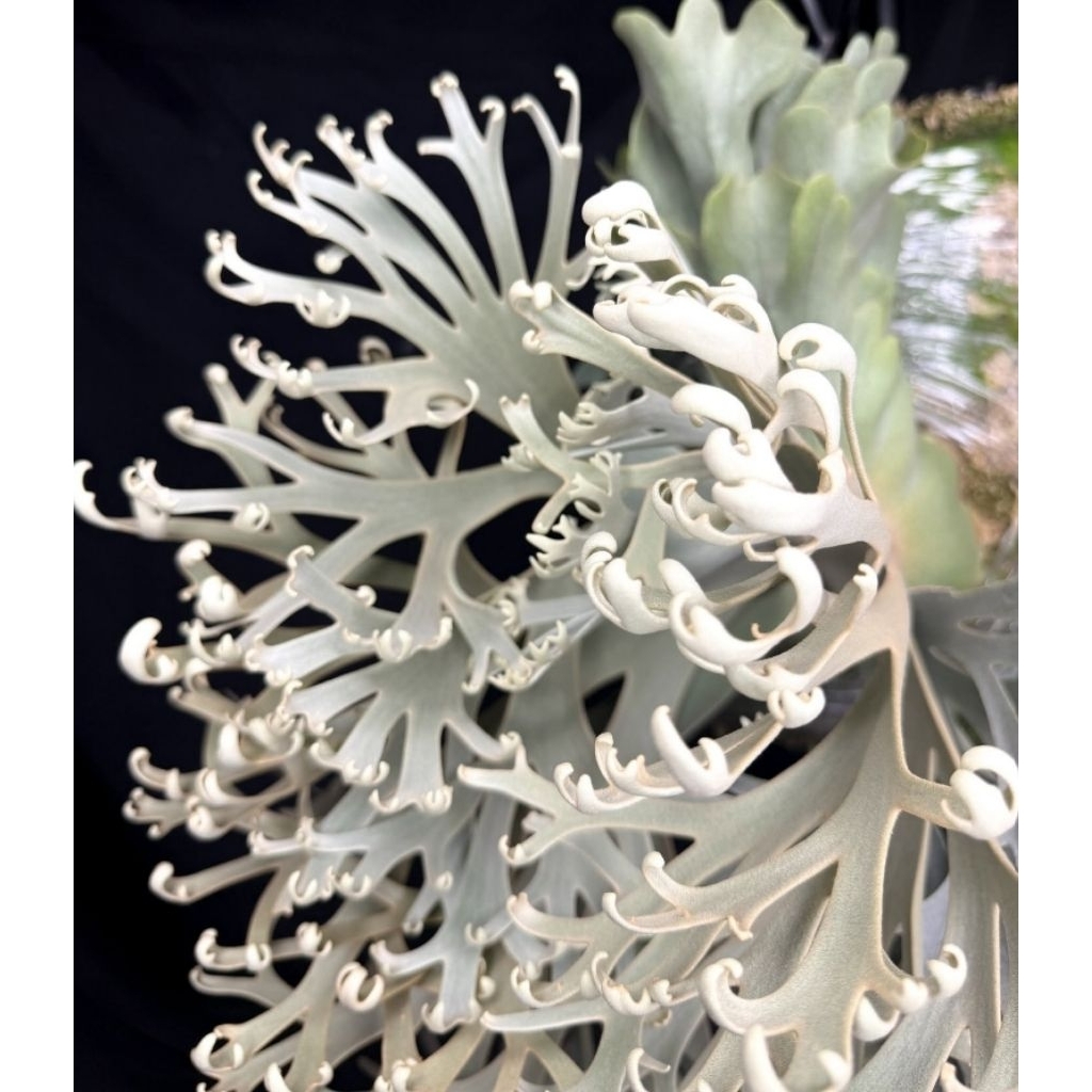 Platycerium Nook Dwarf Import Taiwan
