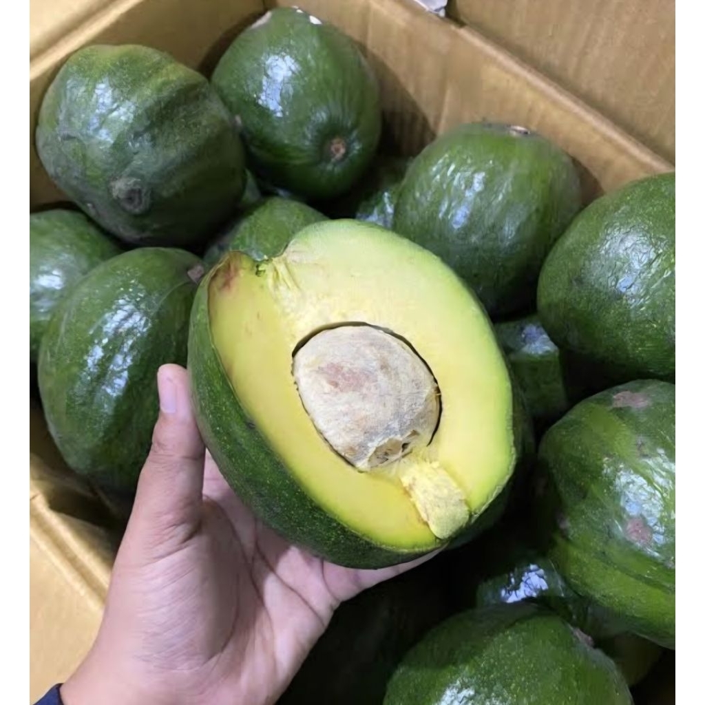Buah Alpukat Markus Kualitas Super Rasa Pulen 1 kg