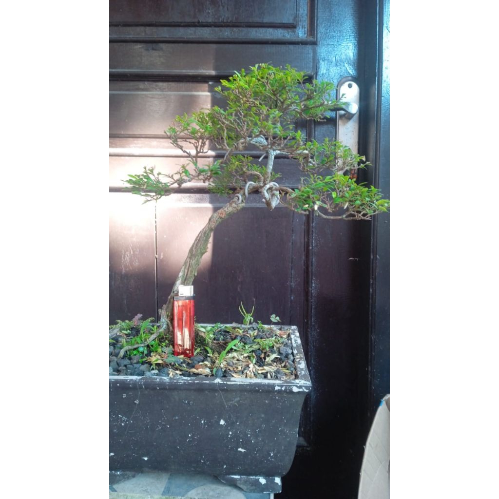 Bonsai Cendrawasih