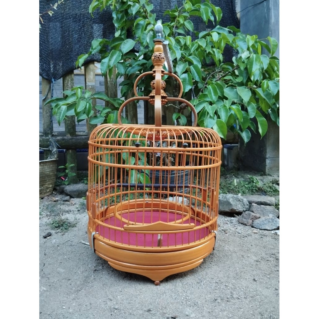 cungkok pleci
