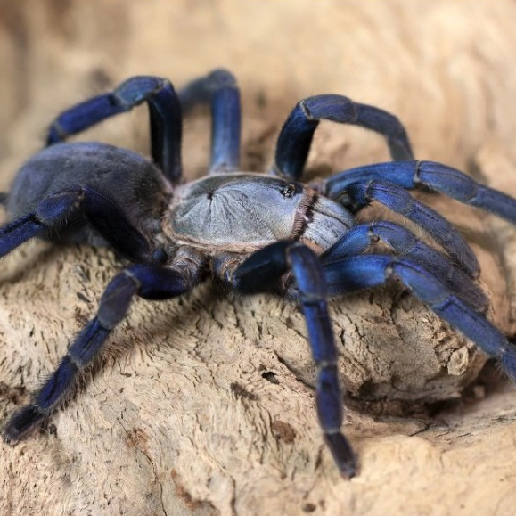 TARANTULA HAPLOPELMA LIVIDUM - FEMALE