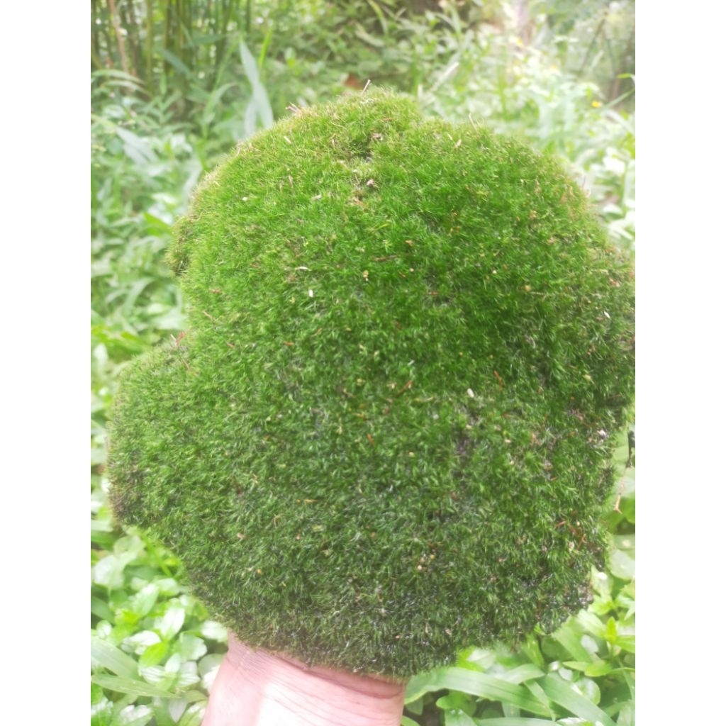 MOSS hutan super paludarium/terrarium/taman