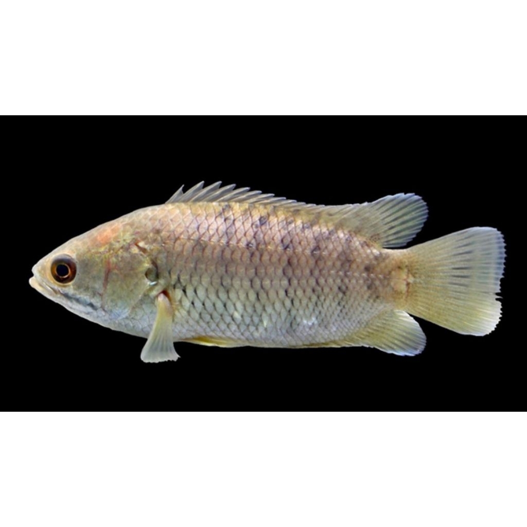 IKAN BETOK/BETIK koleksi aquarium, solusi peliharaan awet hidup