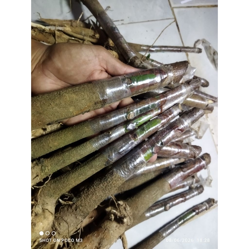 bibit karet  BPM gemblung stum mata tidur  asli