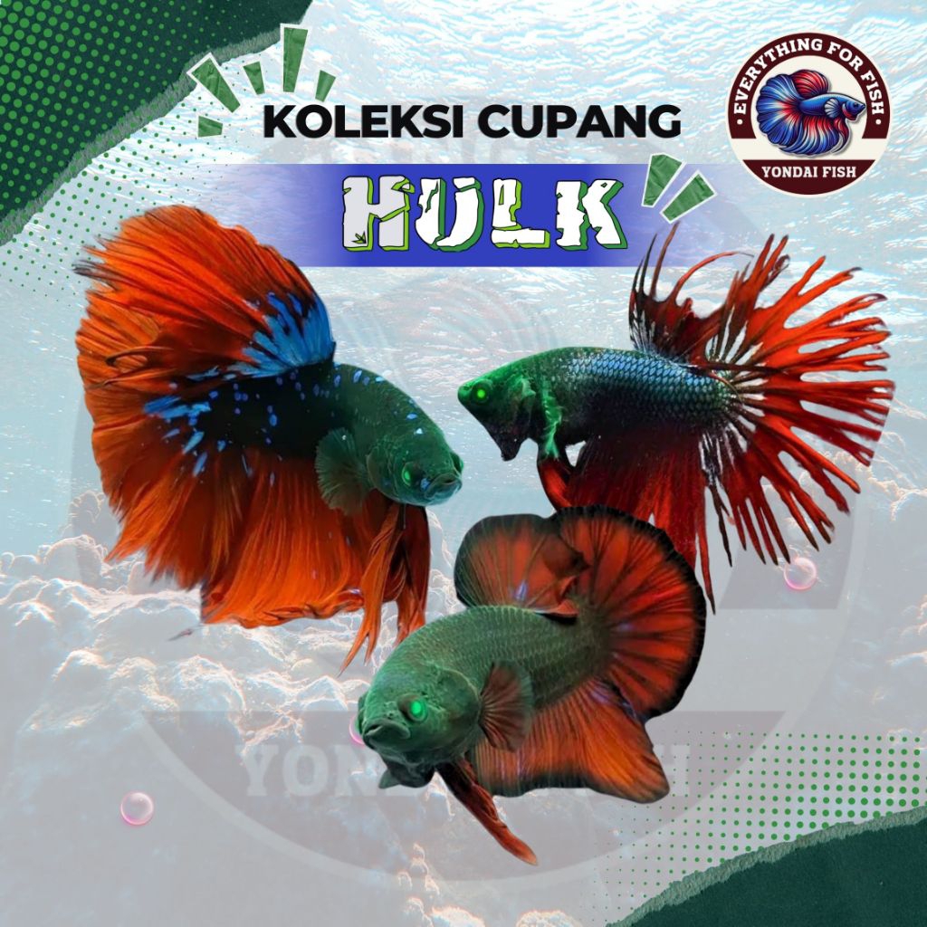 Halfmoon Plakat CT HULK Mata IJO - TOP GRADE| GARANSI| SPEK KONTES| MURAH| LENGKAP