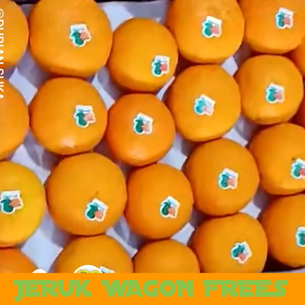 BUAH JERUK MANIS JERUK WAGON MANDARIN FRES PREMIUM