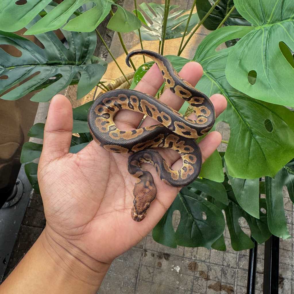 Ball Python Clown Ph Desert Ghost Male
