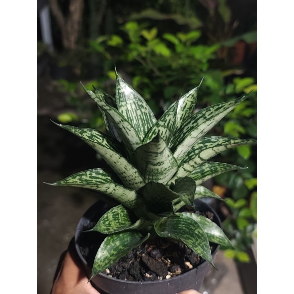 Sansevieria Hybrid Kahuripan