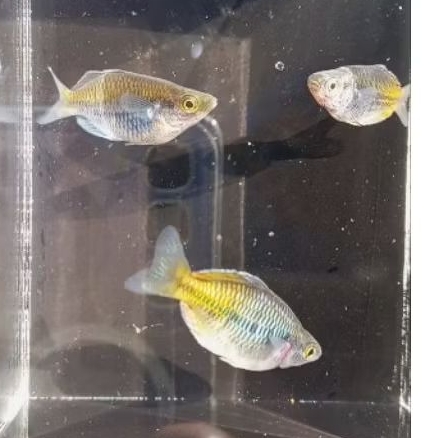 asesoris rainbow bosemani balon (( rainbow pelangi ))