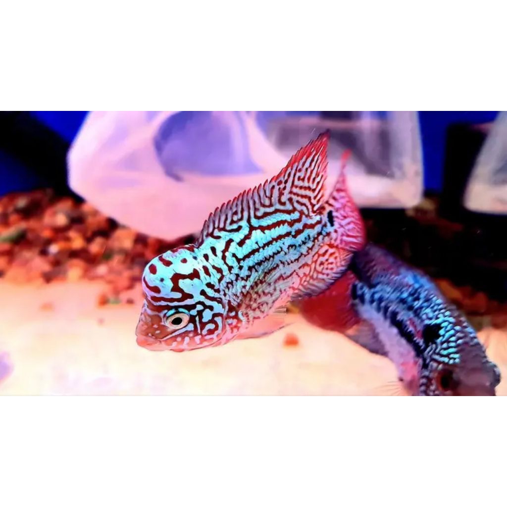 burayak kamfa red size 2-4cm