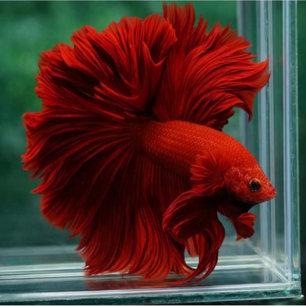 Cupang Halfmoon Super Red Top Grade