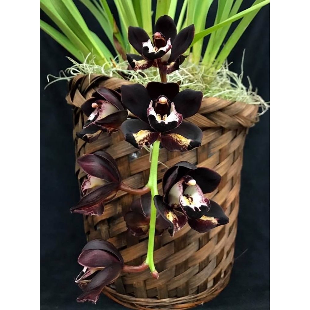 Anggrek Cymbidium Hitam( Kiwi Midnight) - Tanaman Hias Bunga Hidup
