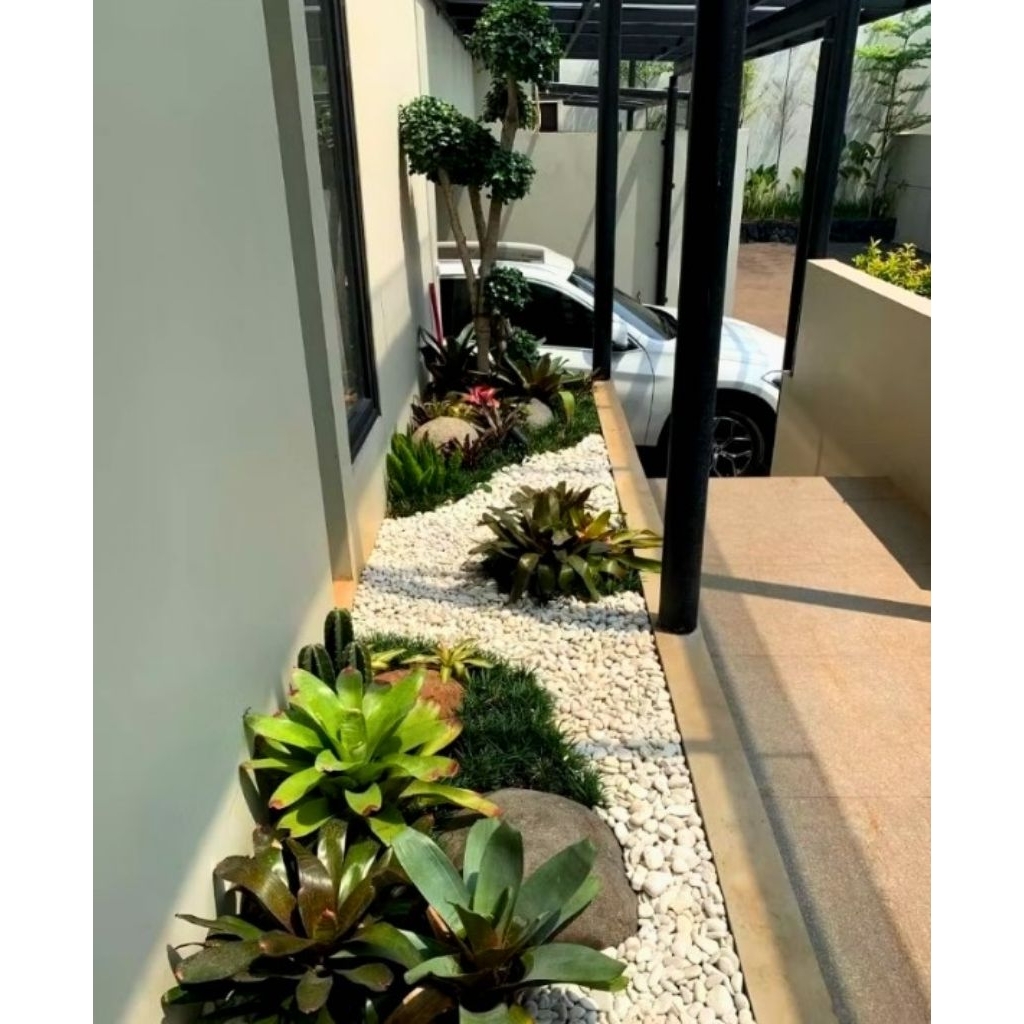Taman Bonsai Dolar Mikro