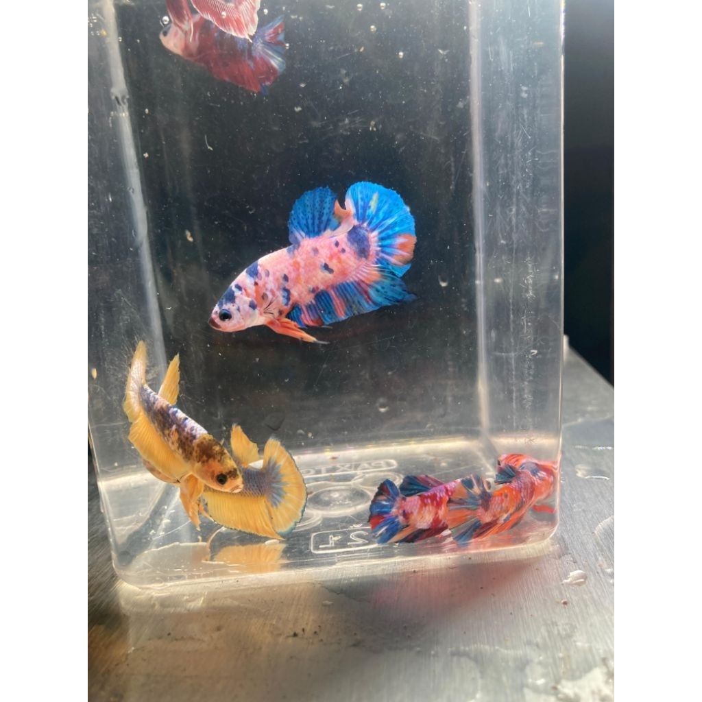 PLAKAT NEMO KOI / GALAXY
