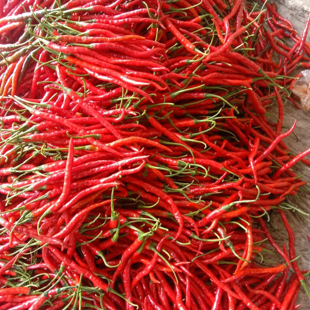 CMK cabai merah keriting segar