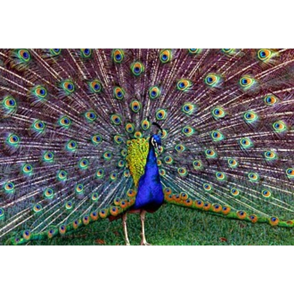 Merak Biru