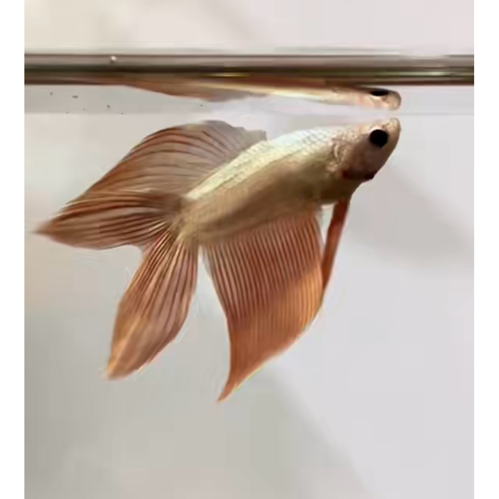 cupang veiltail double tail rose gold