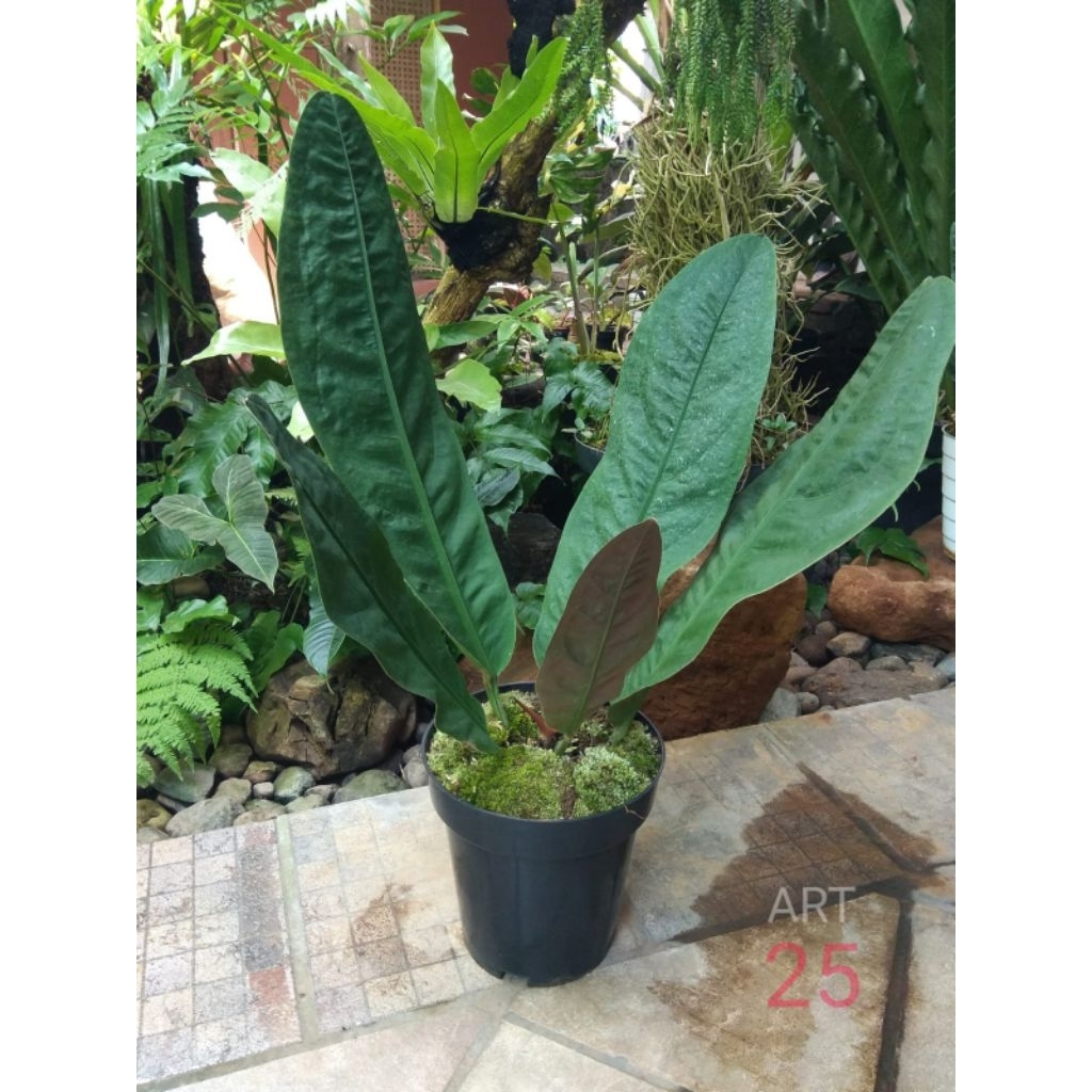 Anthurium Neo Superbum Anturium Superboom Real Picture