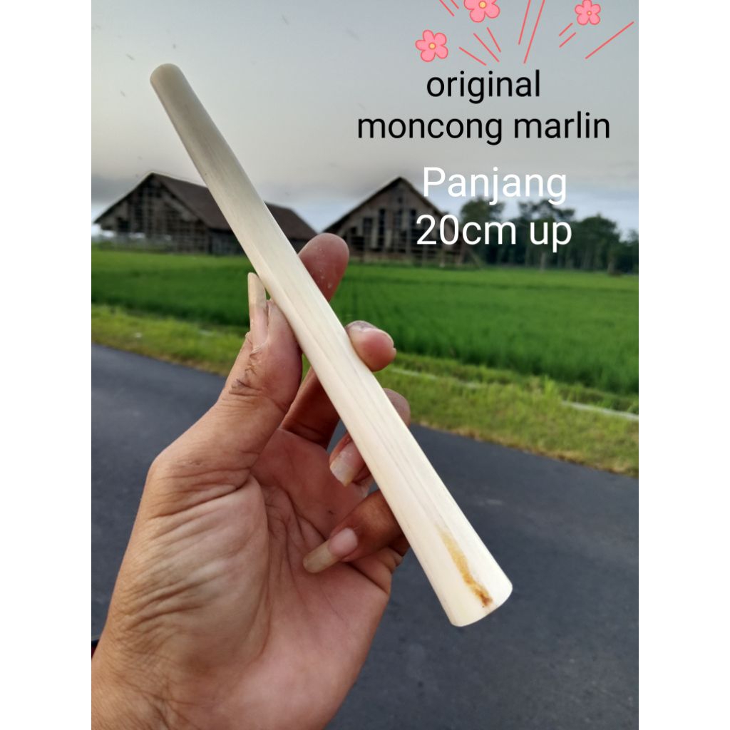 once pipa cangklong moncong marlin 20cm original rasa gading