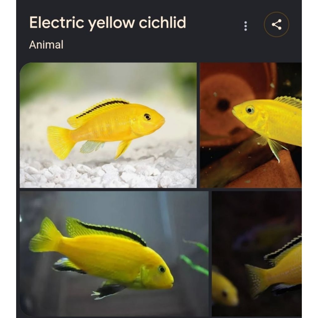 IkanHiasCichlidLemon||ikanLemon