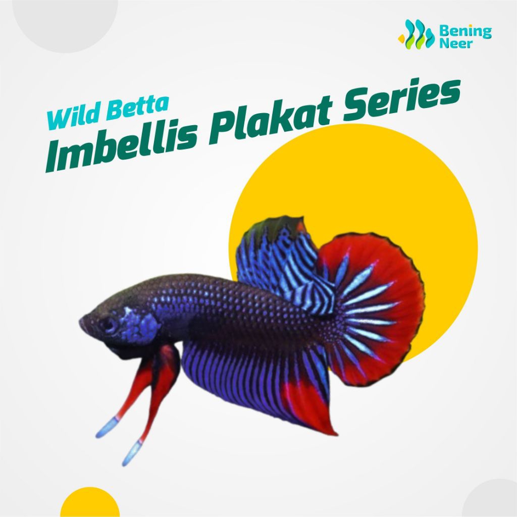 [Bening Neer] Wild Betta - Imbellis Plakat Series