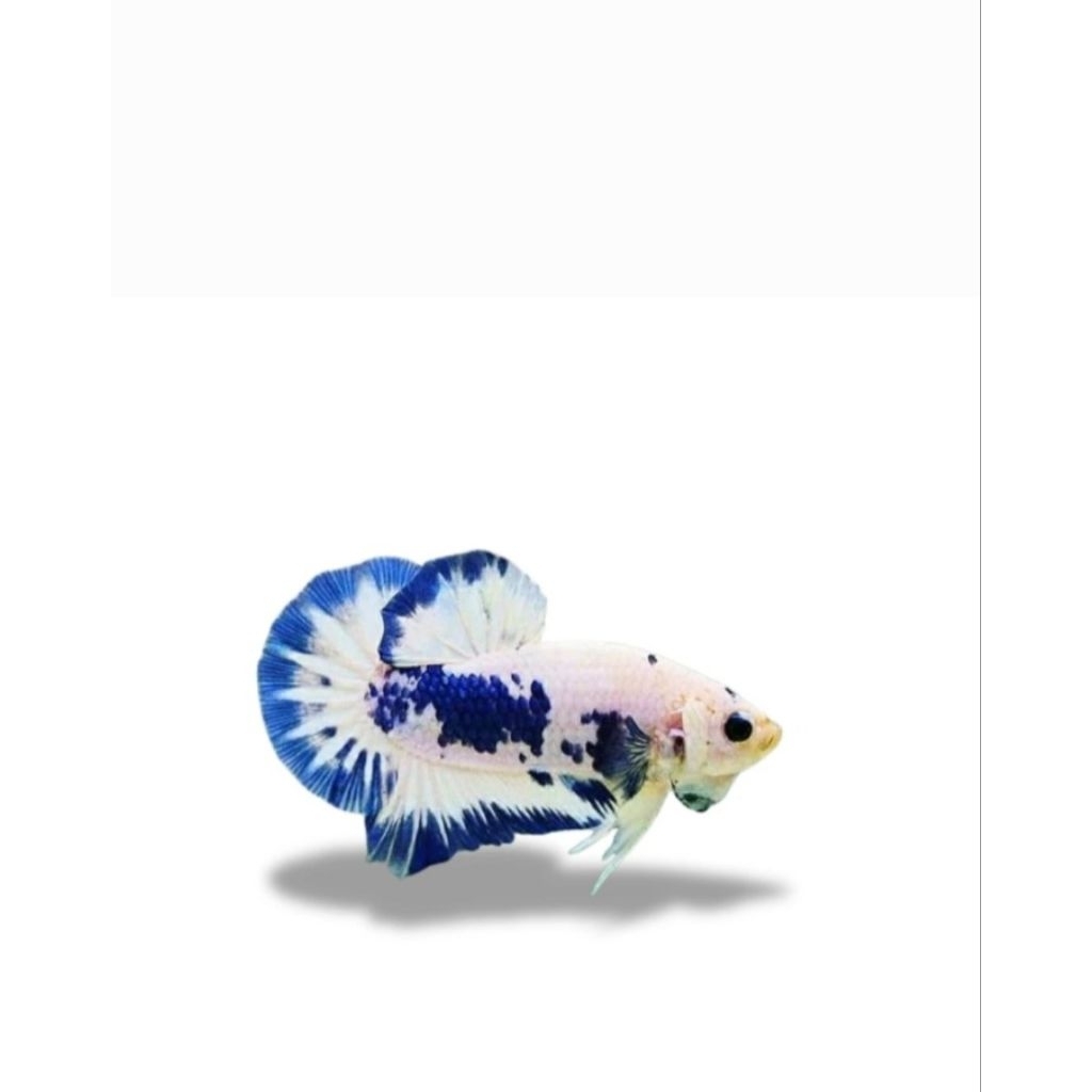 ikan Cupang Blue Rim Panda