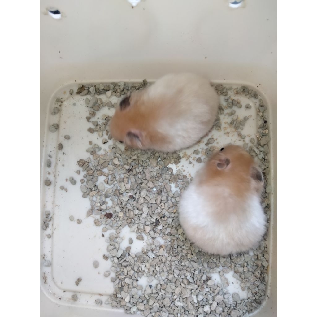 HAMSTER SATIN SYIRIAN packing box (khusus pulau JAWA)