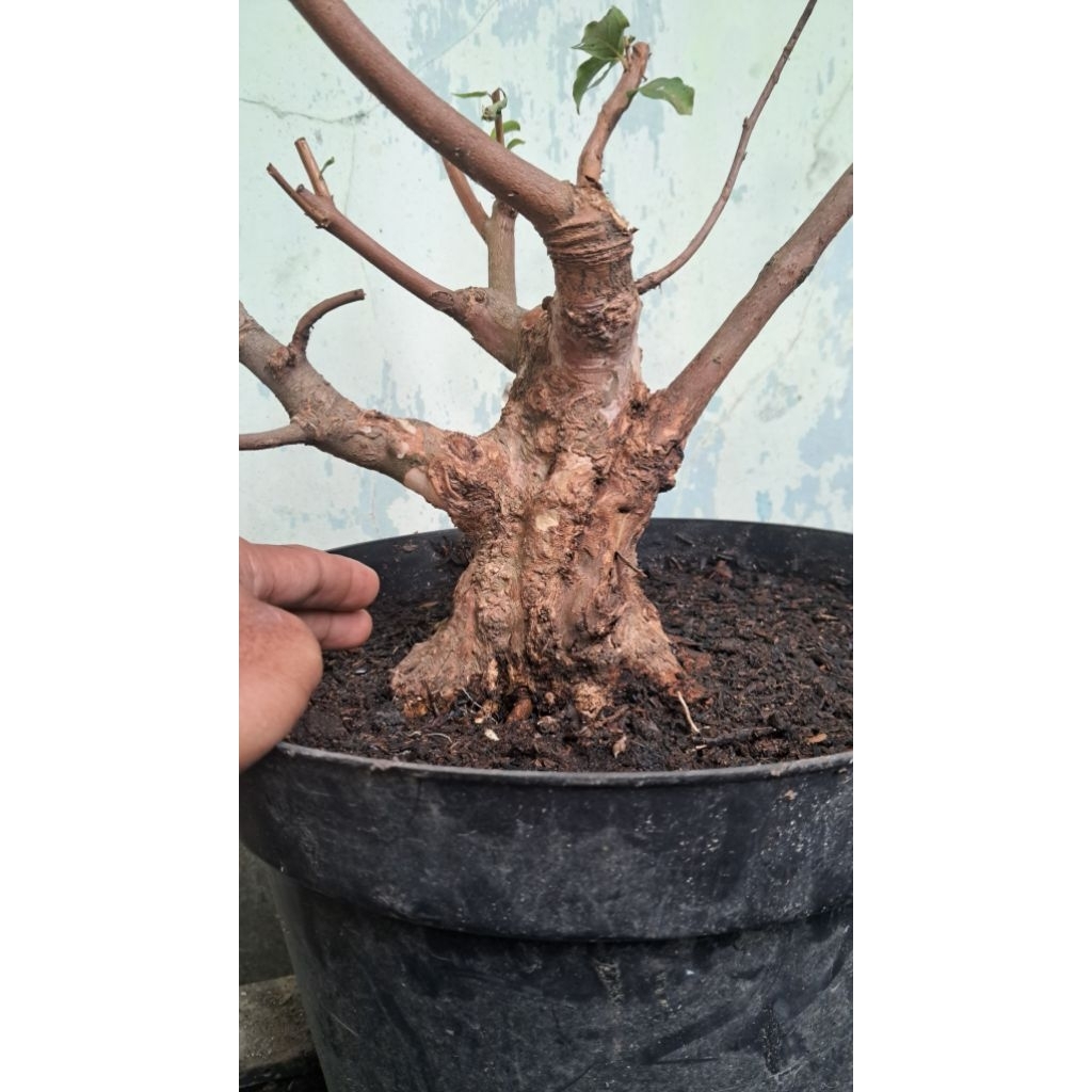 bahan bonsai sakura bunga putih  sesuai difoto