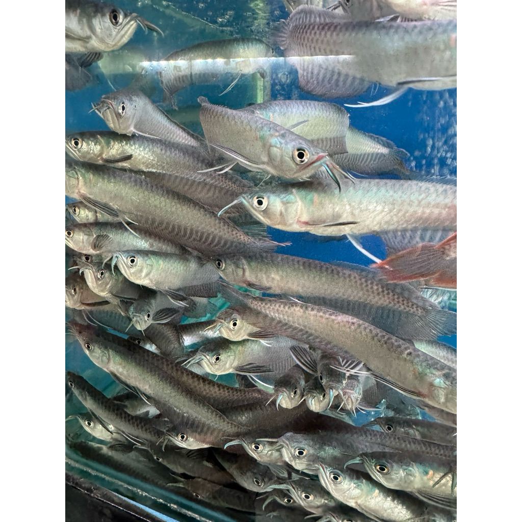 ikan hias arwana silver red 14cm INSTANT ONLY