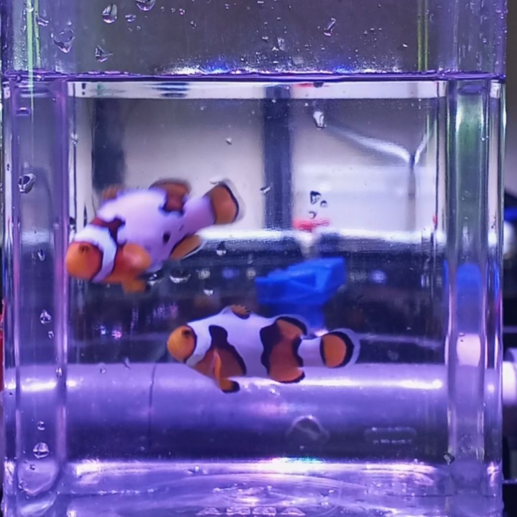 Clownfish Hybrid Nemo Pair Snowflake X Davinci