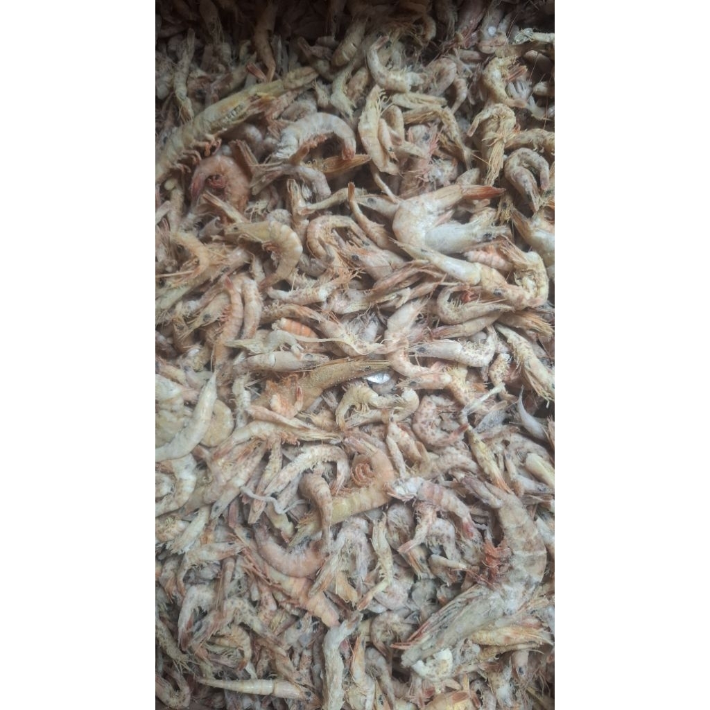 udang laut asin kering