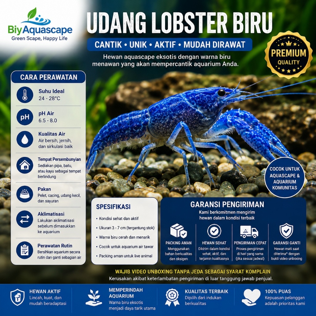 LOBSTER BIRU AIR TAWAR