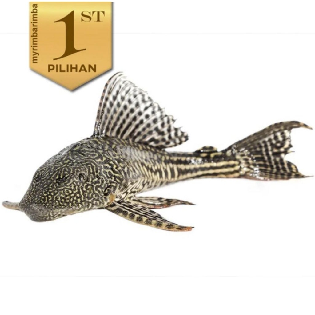 Pleco Hitam 7-8cm+ Ikan Hias Aquarium Aquascape Sapu Sapu Tanaman Air