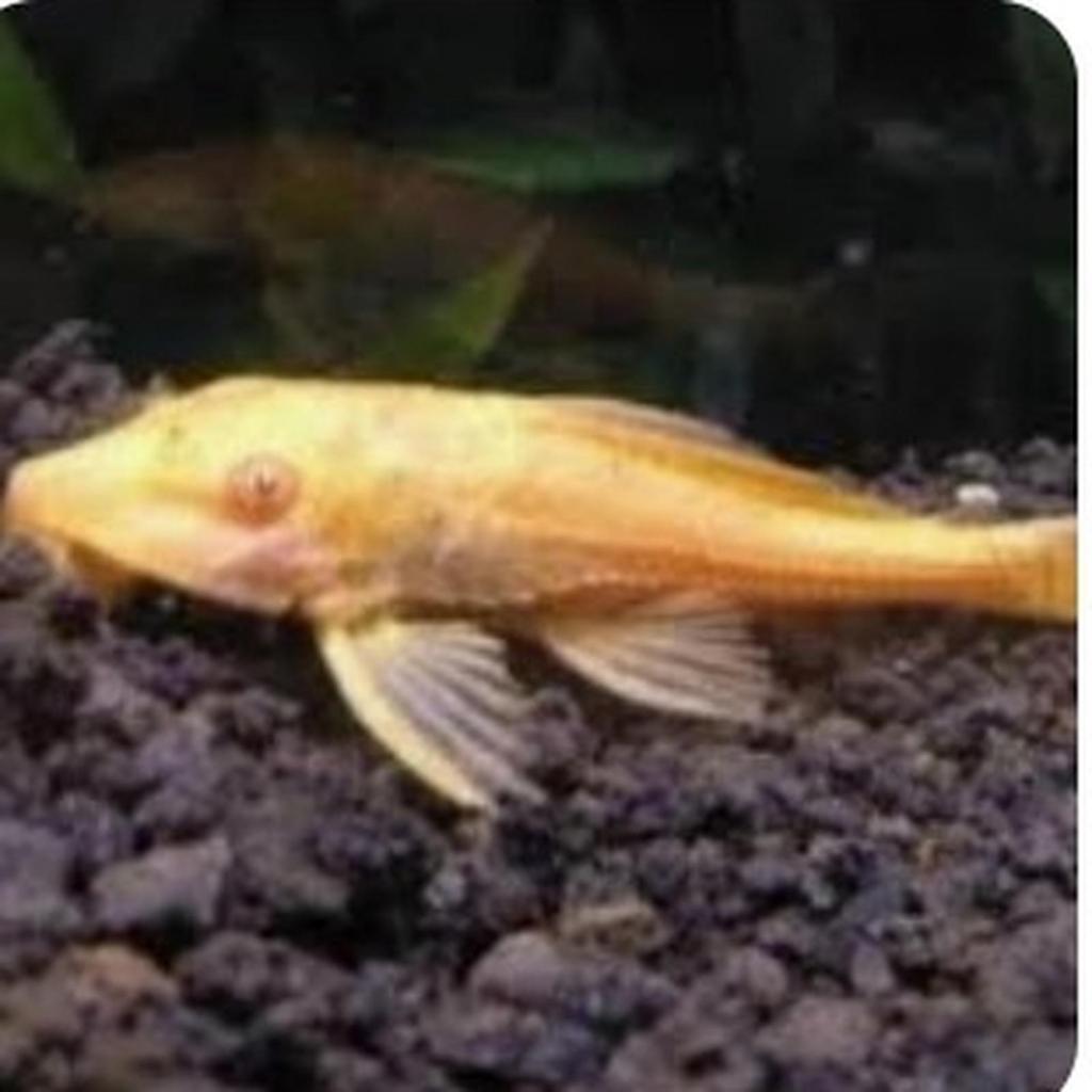 IKAN HIAS SAPU SAPU ALBINO ALGAETER SAPU-SAPU IKAN HIASAN AQUARIUM AQUASCAPE KOLAM