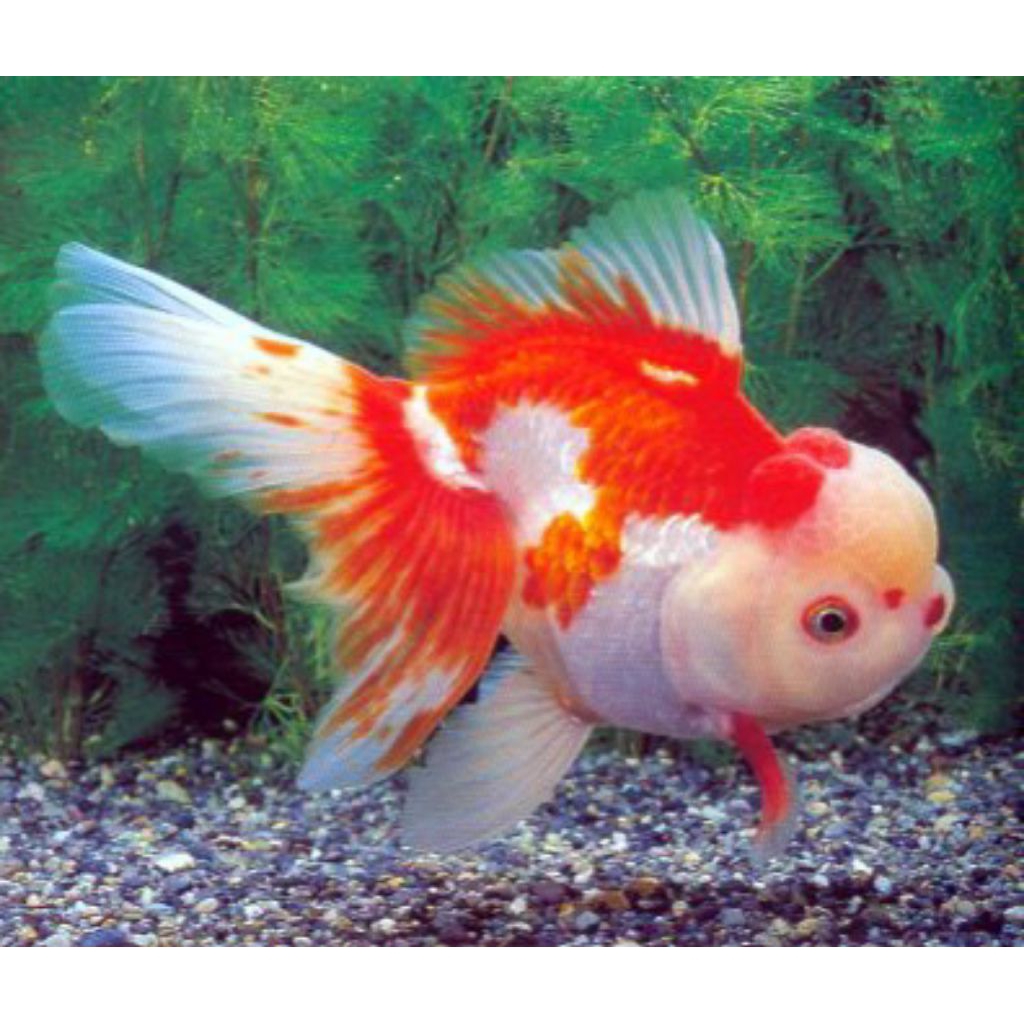ikan koki red white rosetail murmer ekonomis