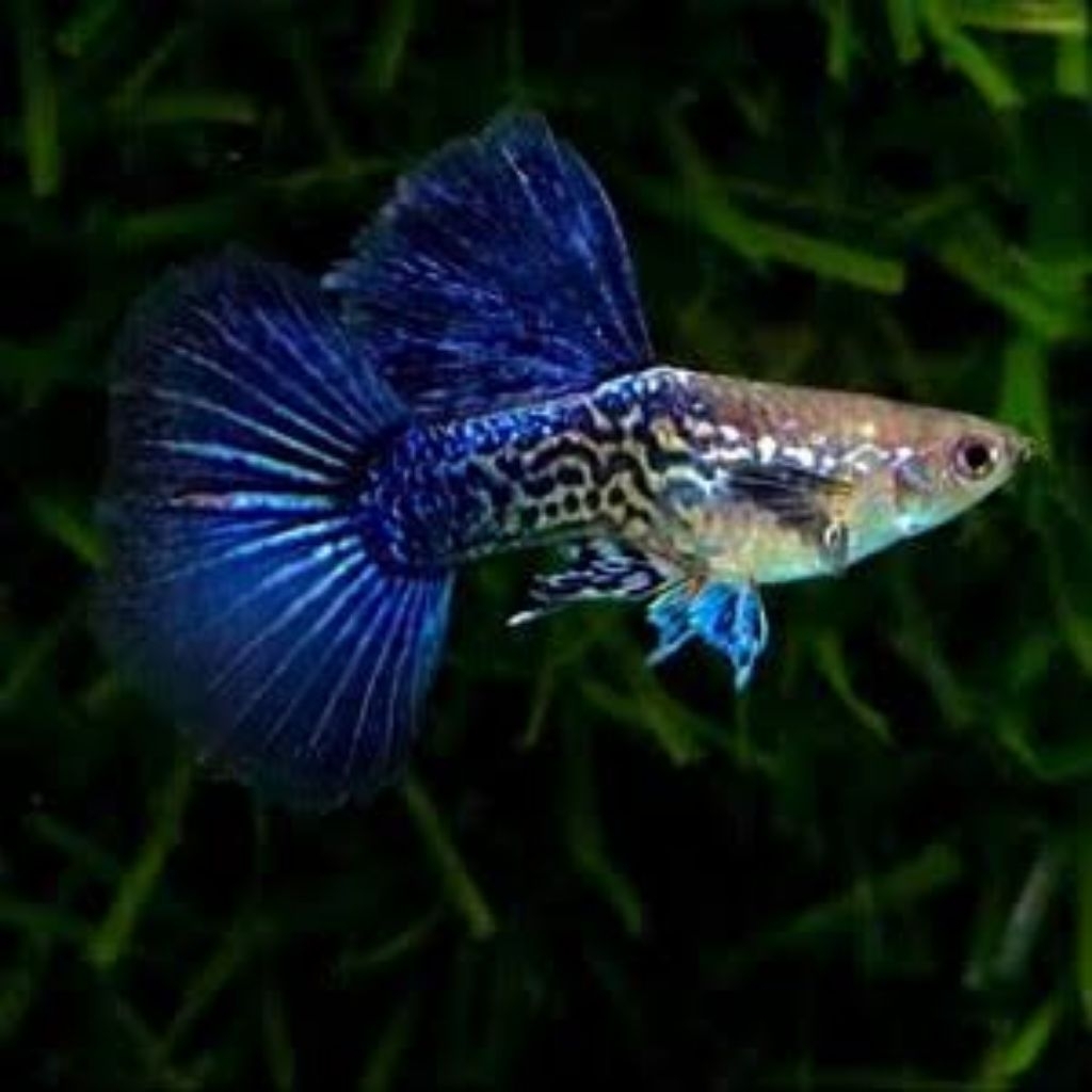 guppy purple dragon big ear 1 pasang