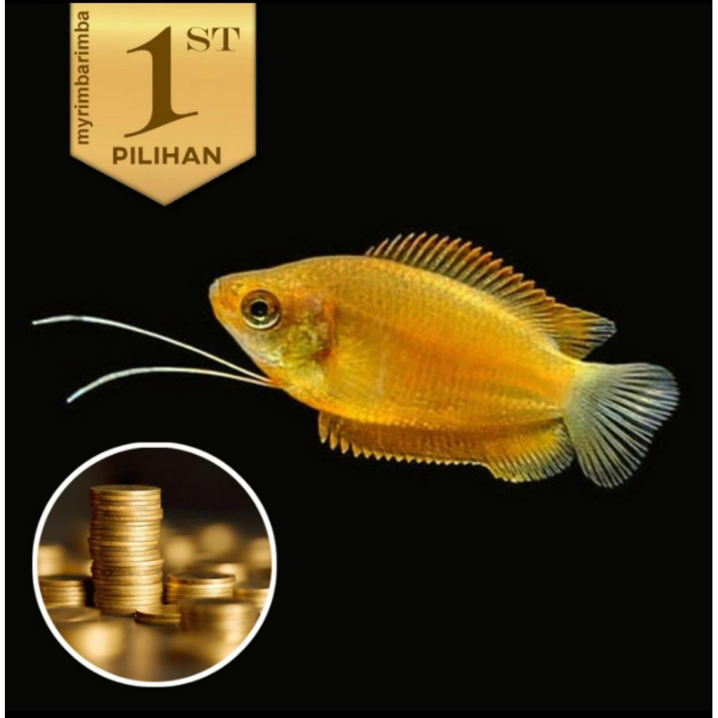 Honey Gold Gourami Sepat Madu Emas Ikan Hias Tanaman Air Aquascape