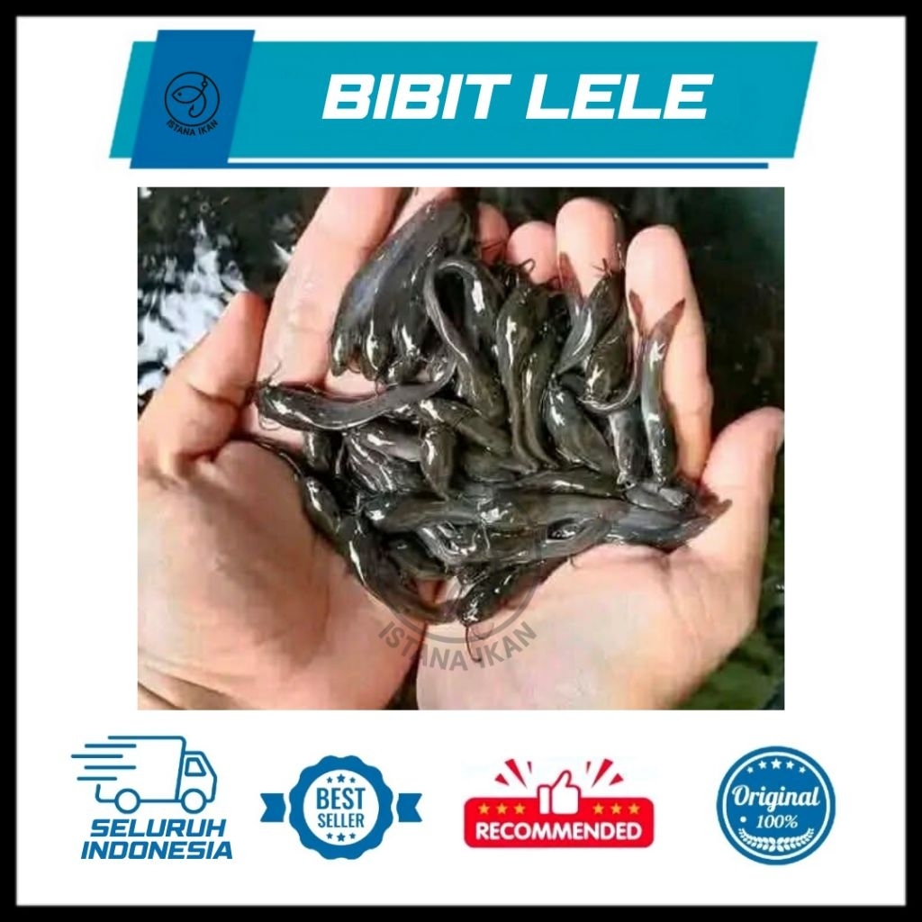 BIBIT LELE SUPER - PER 100 EKR | BIBIT LELE SANGKURIANG, MASAMO, MUTIARA | LELE | BIBIT IKAN LELE