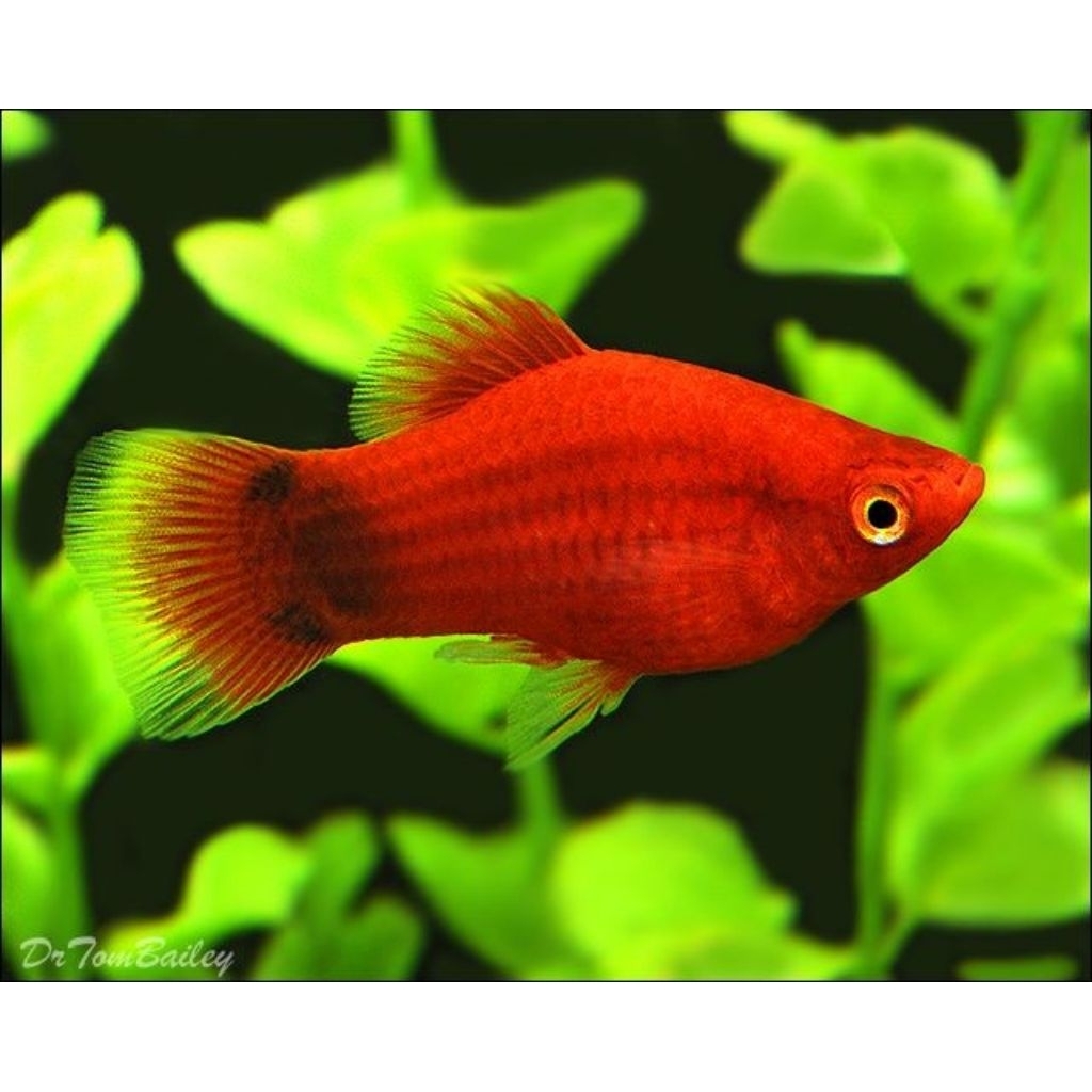 Platy Mickey Mouse, Platy Sunrise, Platy Tuxedo, Platy Red Coral, Platy Sunset